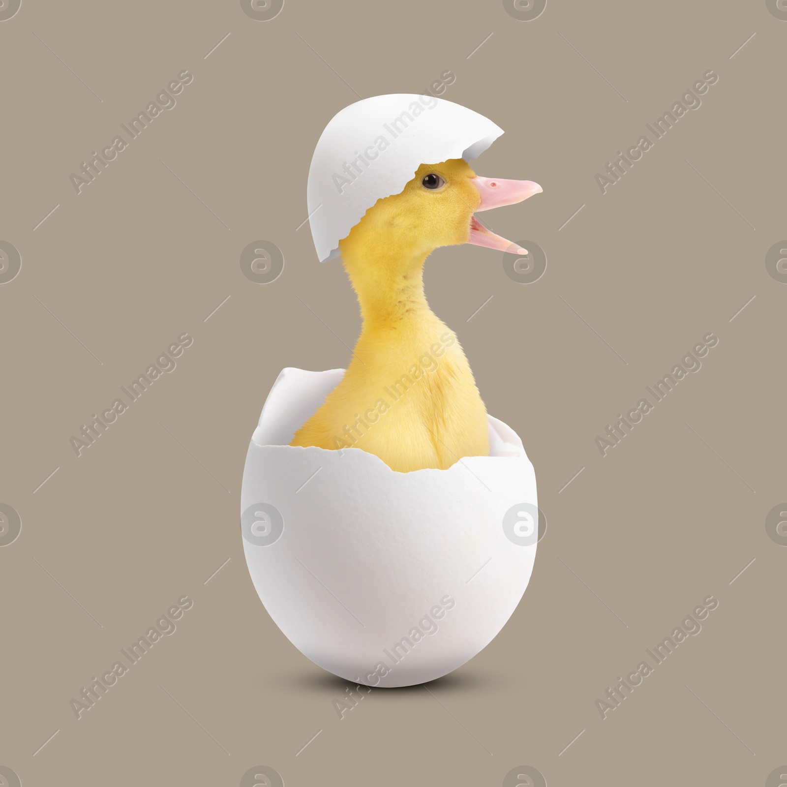 Image of Cute fluffy gosling hatched from egg on greyish beige background