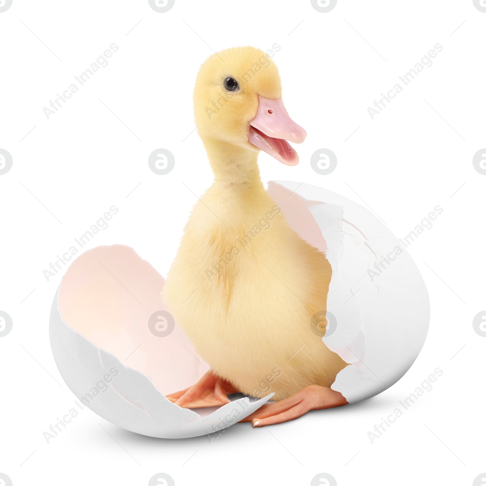 Image of Cute fluffy gosling hatched from egg on white background