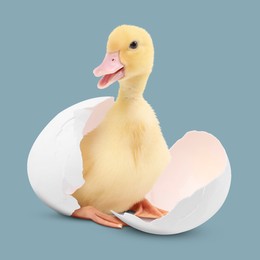 Image of Cute fluffy gosling hatched from egg on light teal background