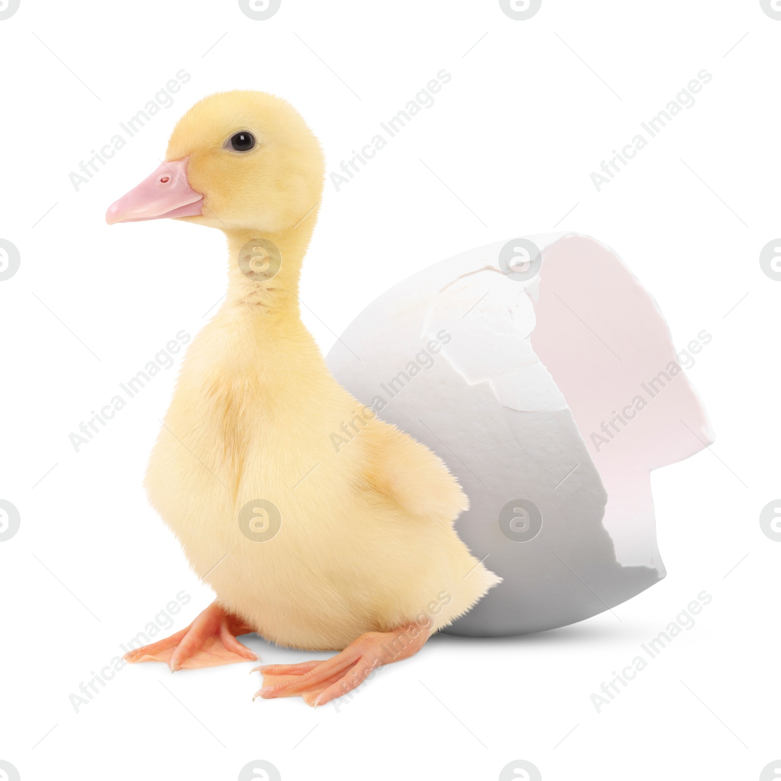 Image of Cute fluffy gosling hatched from egg on white background