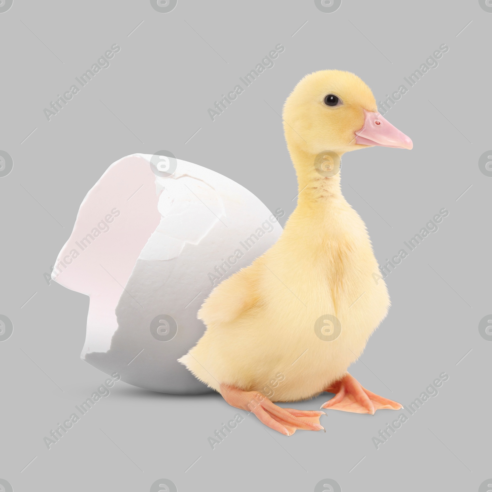 Image of Cute fluffy gosling hatched from egg on light grey background