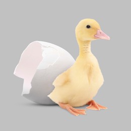 Image of Cute fluffy gosling hatched from egg on light grey background