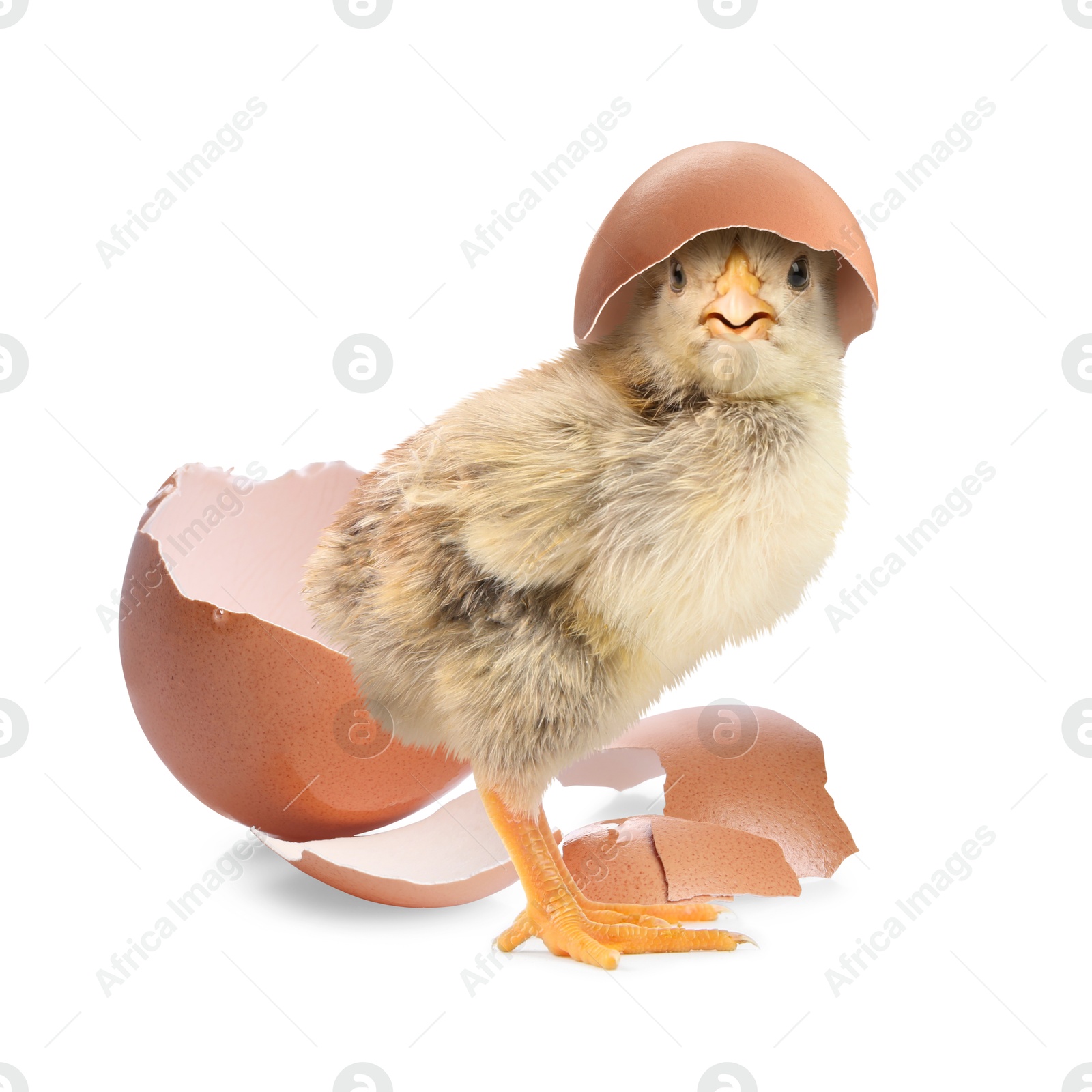 Image of Cute fluffy chick hatched from egg on white background