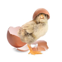 Cute fluffy chick hatched from egg on white background