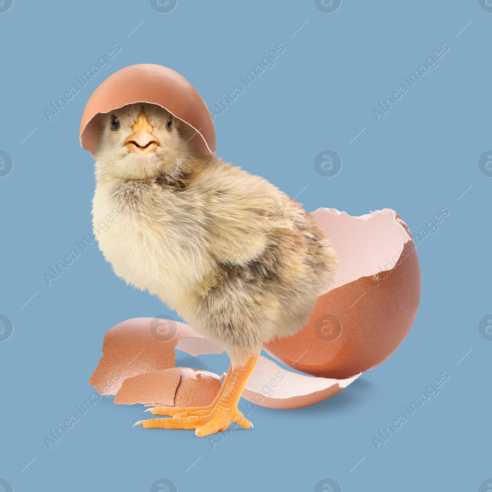 Image of Cute fluffy chick hatched from egg on light blue background