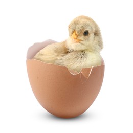 Cute fluffy chick hatched from egg on white background