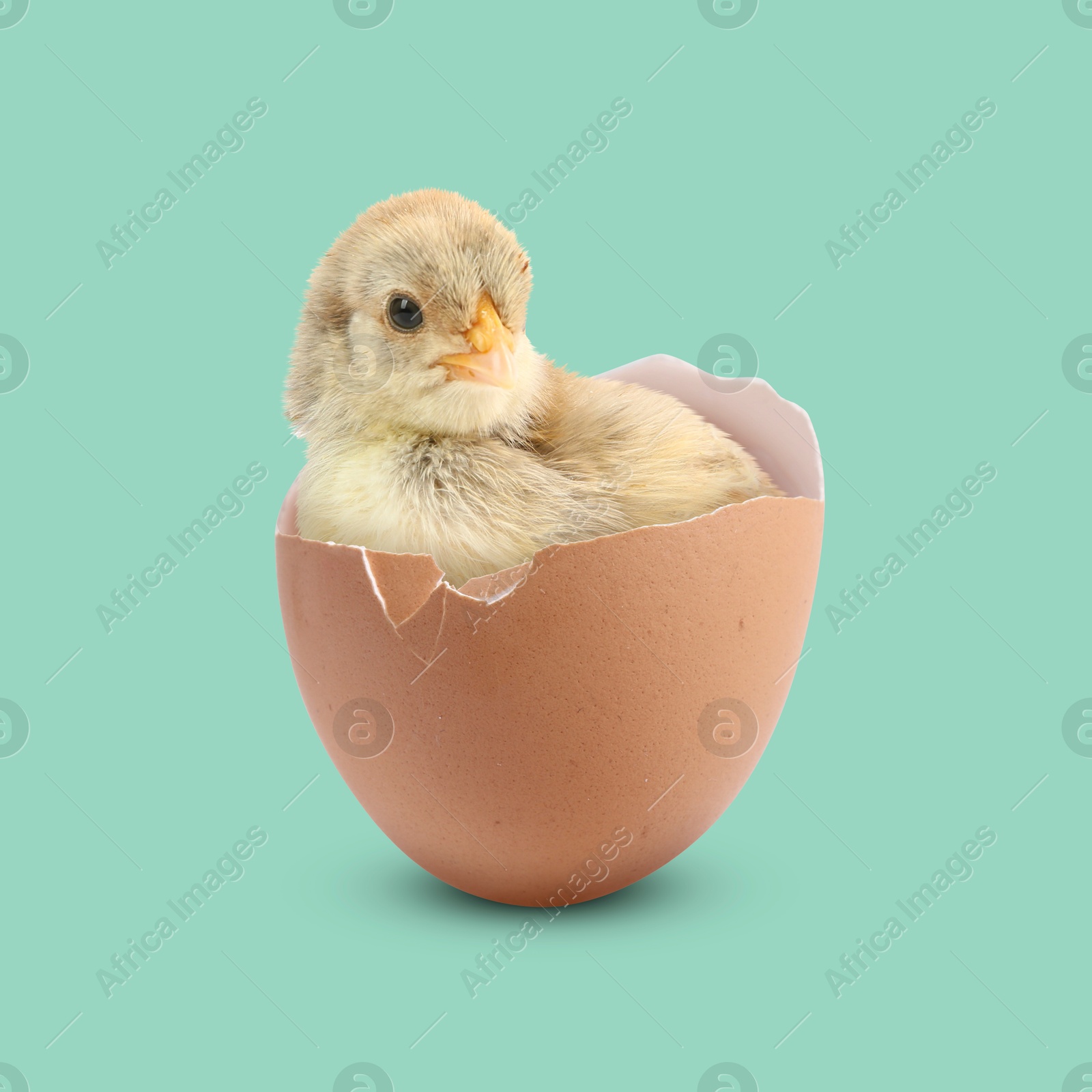 Image of Cute fluffy chick hatched from egg on turquoise background