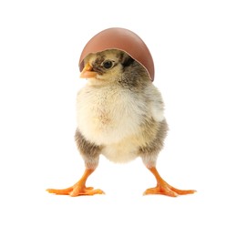 Image of Cute fluffy chick hatched from egg on white background