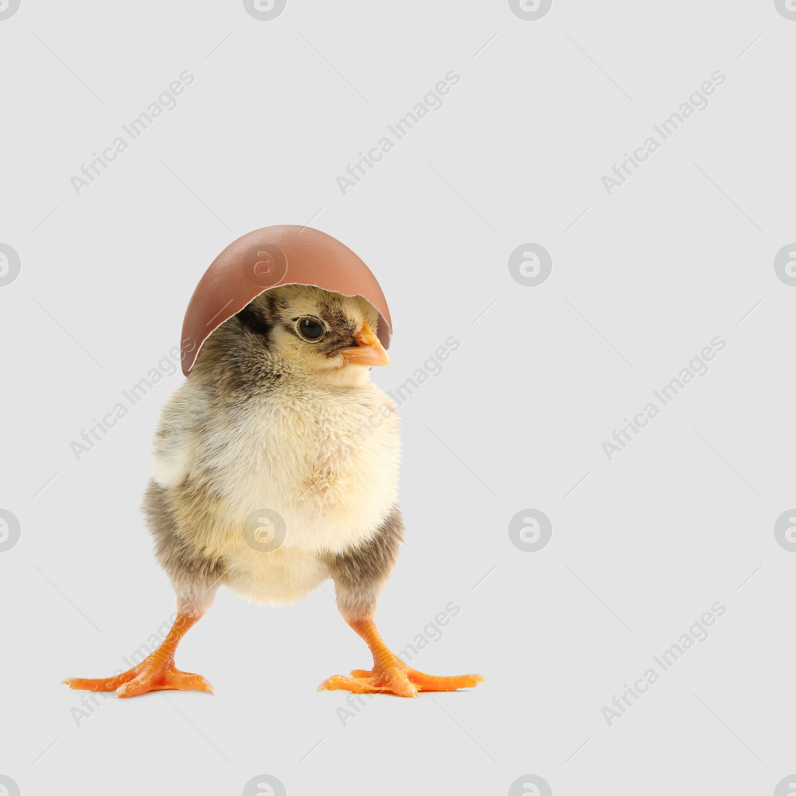 Image of Cute fluffy chick hatched from egg on light background