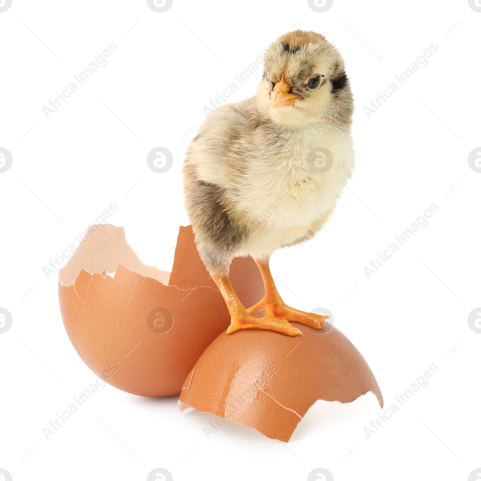 Image of Cute fluffy chick hatched from egg on white background