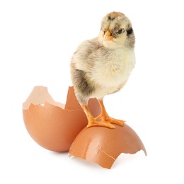 Image of Cute fluffy chick hatched from egg on white background