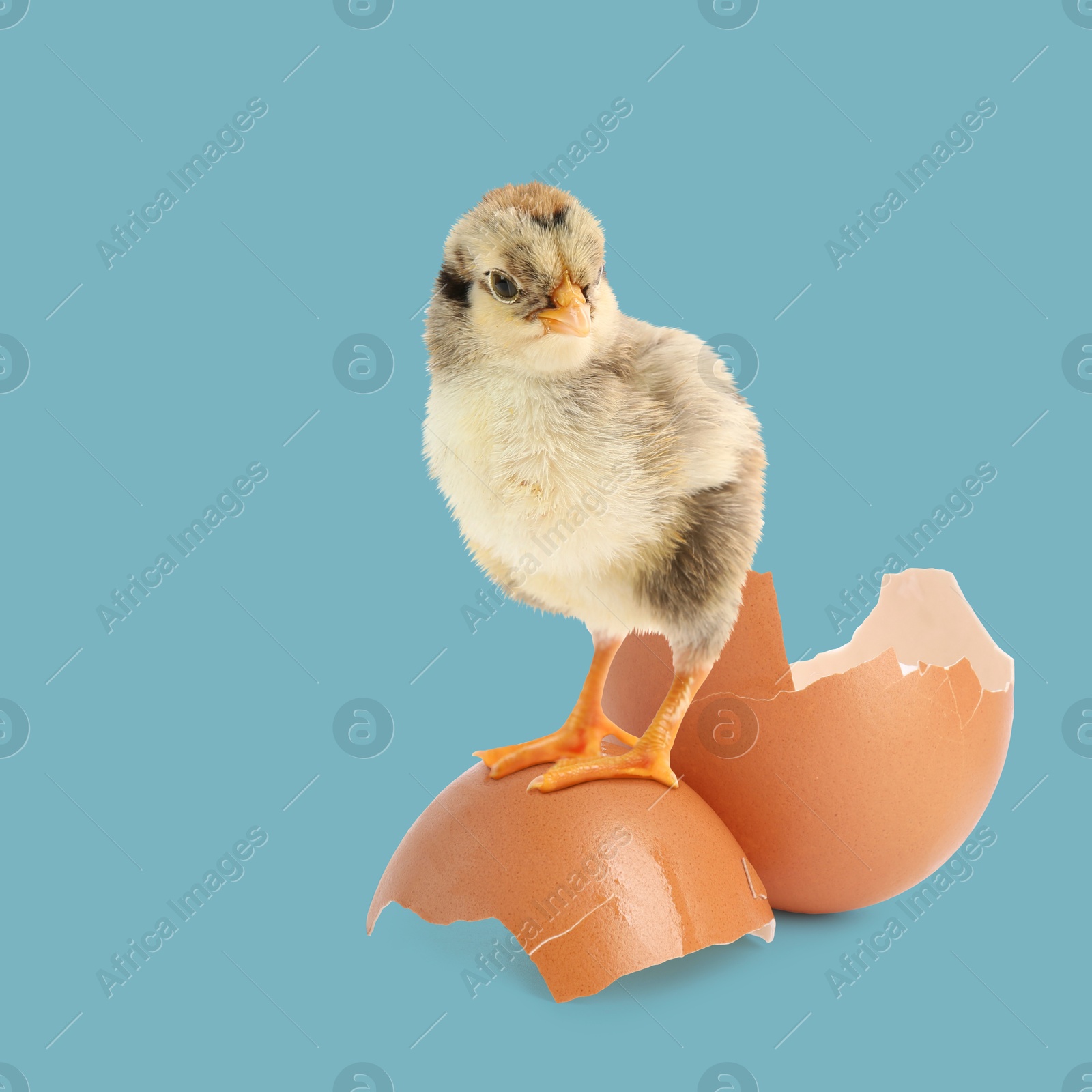 Image of Cute fluffy chick hatched from egg on light blue background