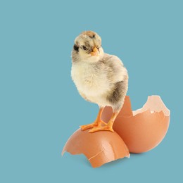 Image of Cute fluffy chick hatched from egg on light blue background