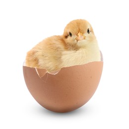 Image of Cute fluffy chick hatched from egg on white background