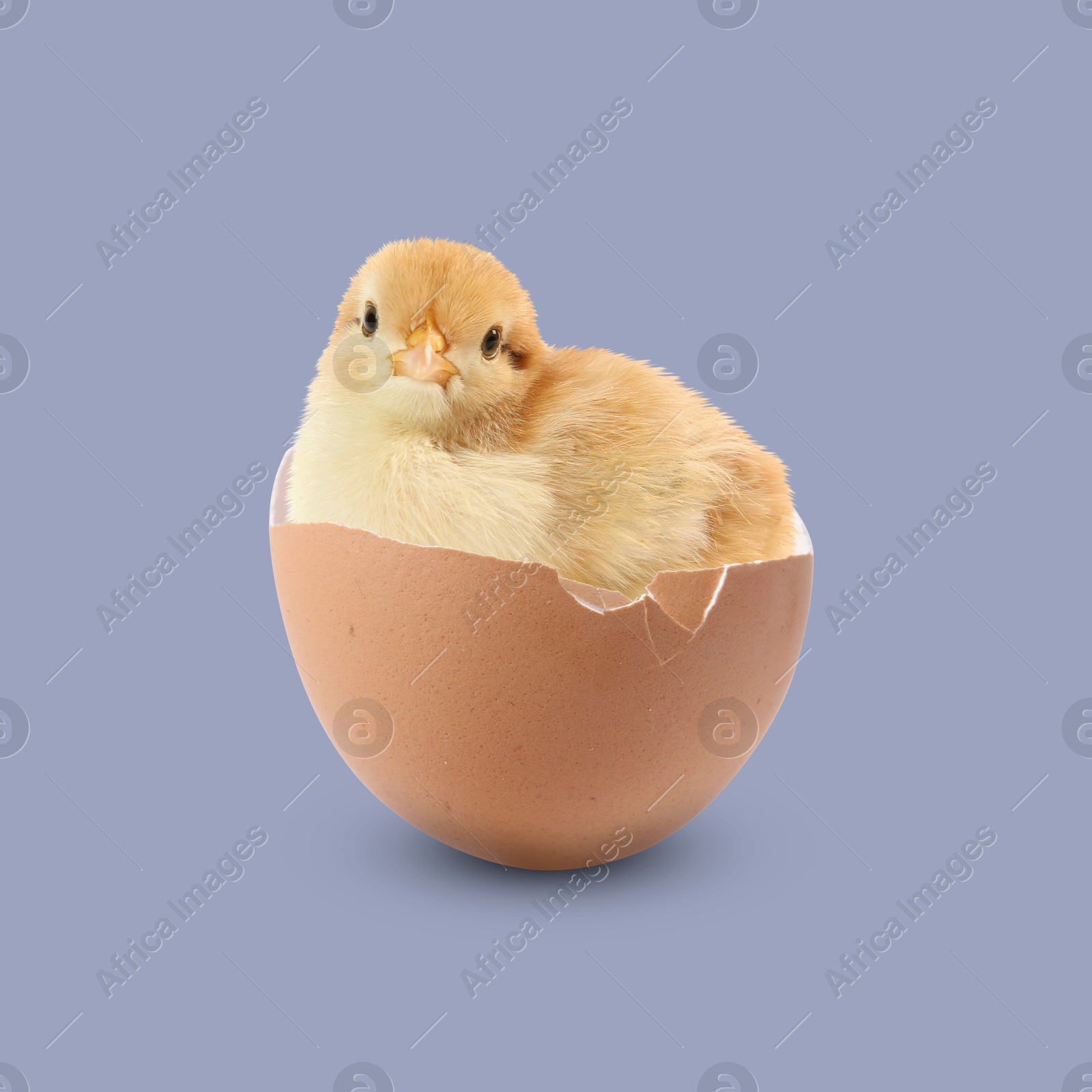 Image of Cute fluffy chick hatched from egg on dark violet background