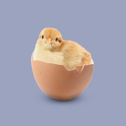 Cute fluffy chick hatched from egg on dark violet background