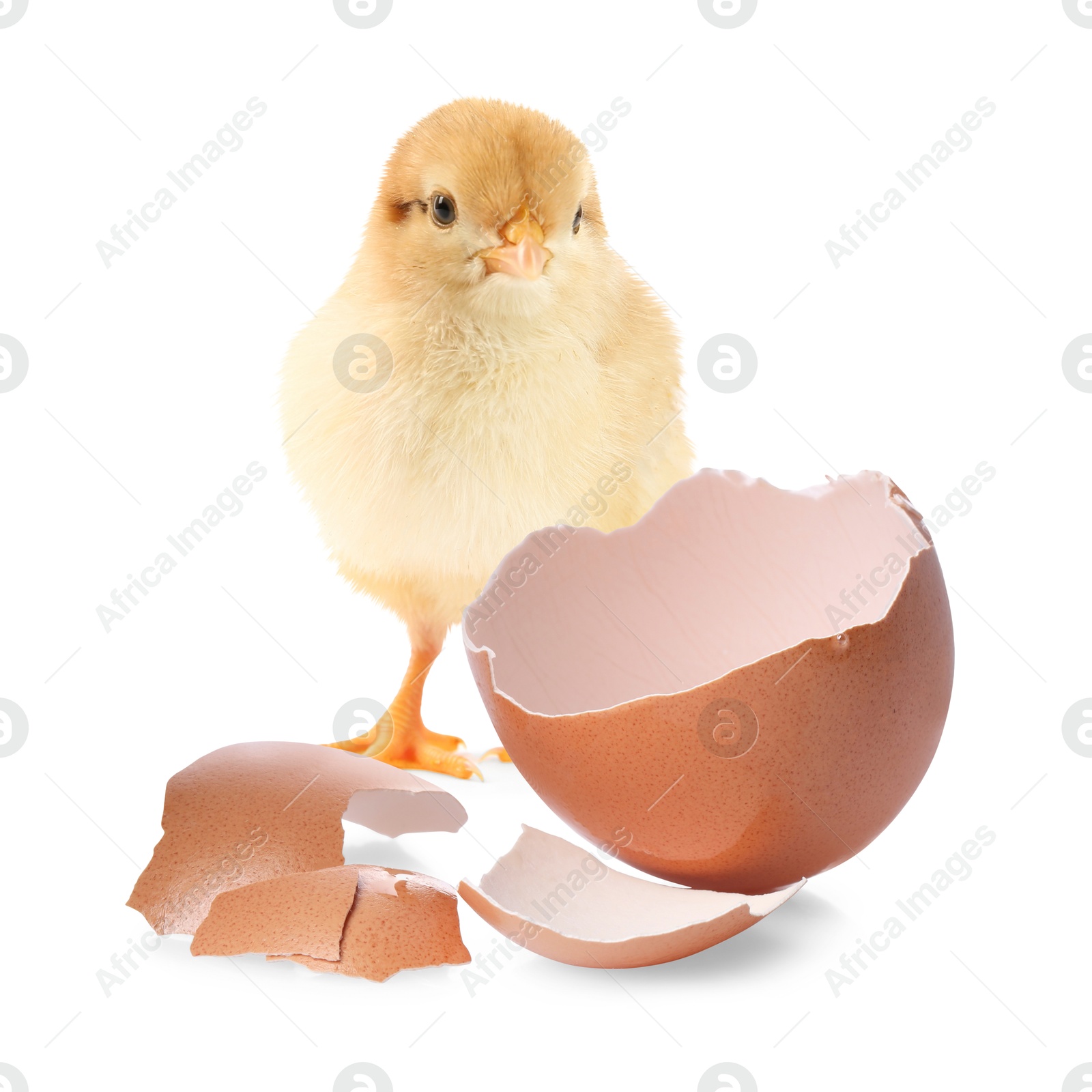 Image of Cute fluffy chick hatched from egg on white background