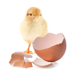 Cute fluffy chick hatched from egg on white background