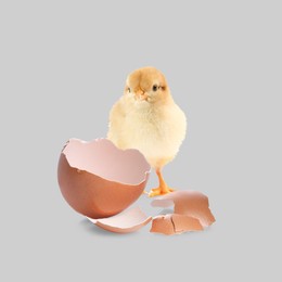 Image of Cute fluffy chick hatched from egg on light grey background