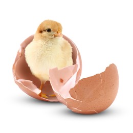 Cute fluffy chick hatched from egg on white background