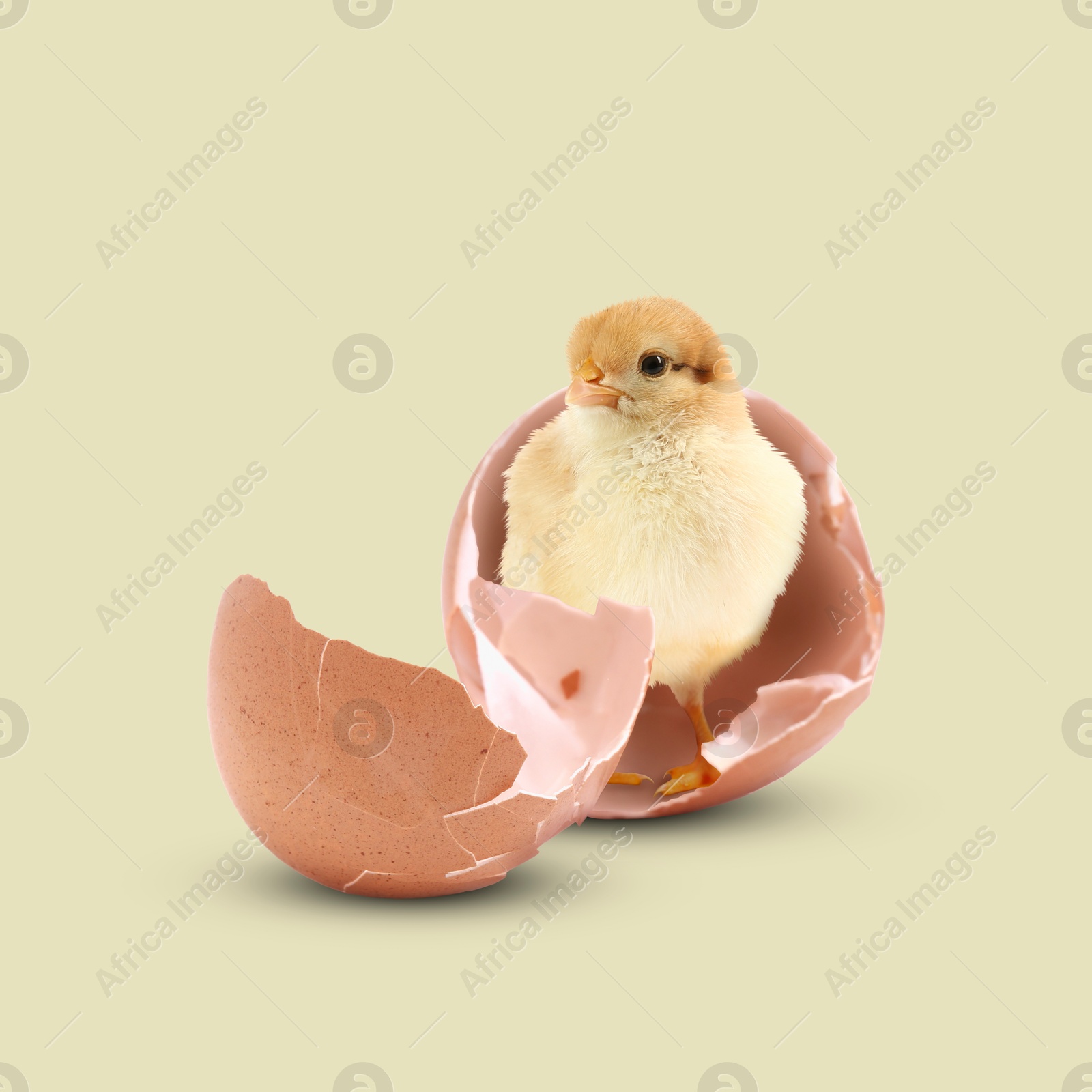 Image of Cute fluffy chick hatched from egg on beige background