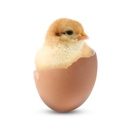 Image of Cute fluffy chick hatched from egg on white background