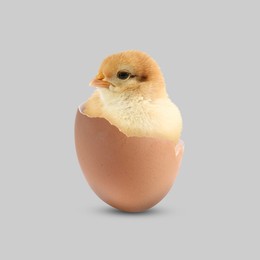 Image of Cute fluffy chick hatched from egg on light grey background