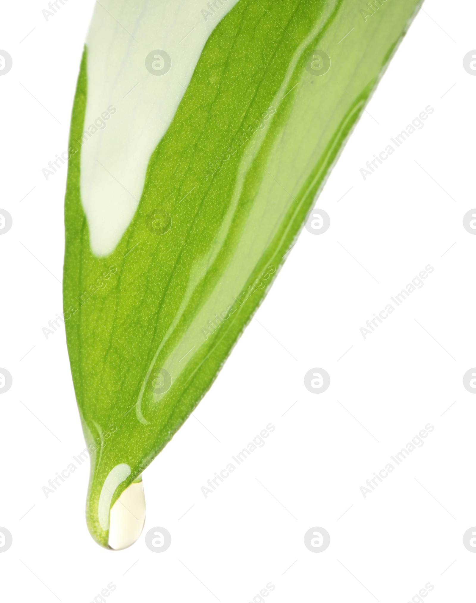 Photo of Essential oil dripping from green leaf against white background