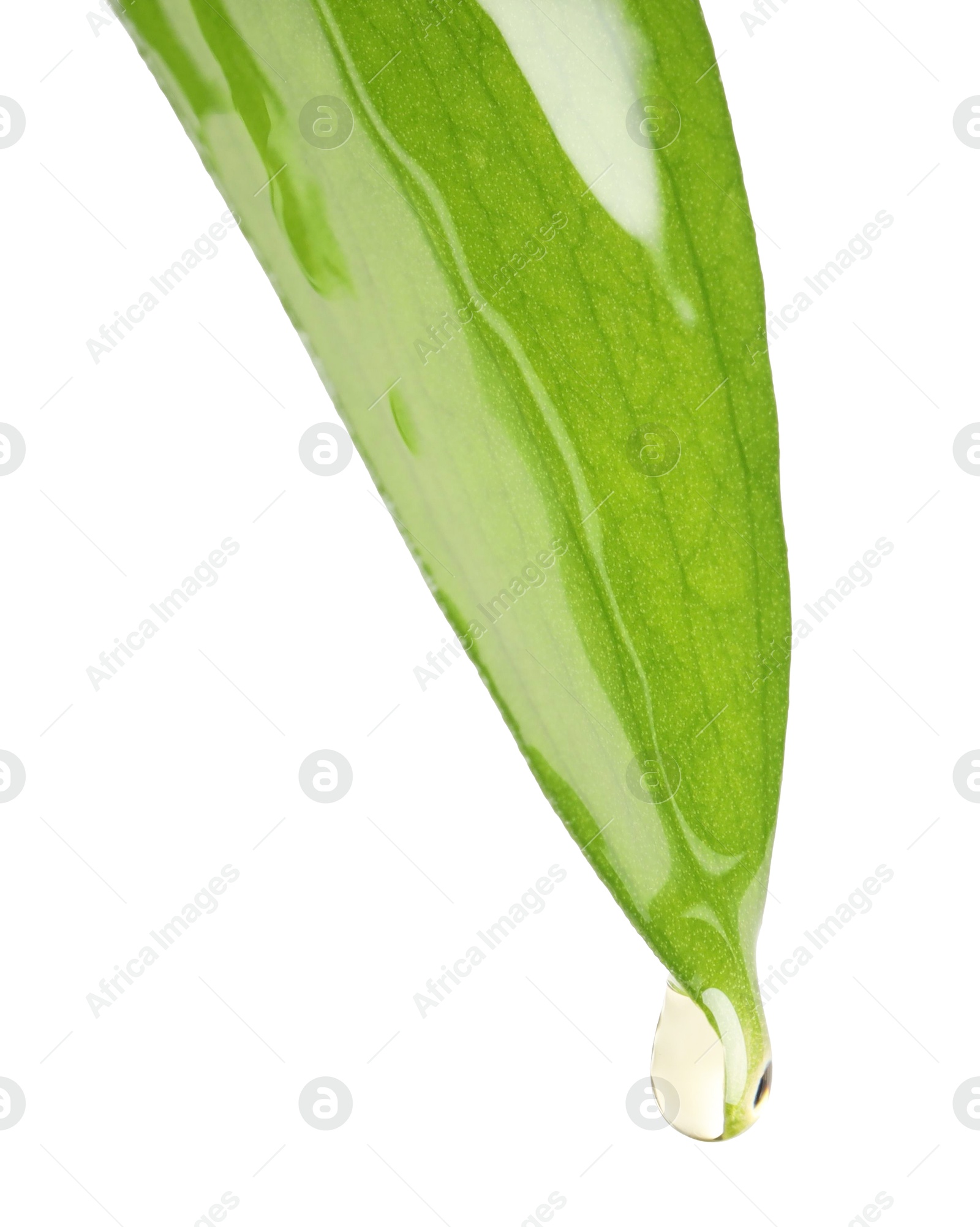 Photo of Essential oil dripping from green leaf against white background