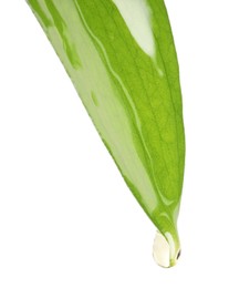 Photo of Essential oil dripping from green leaf against white background