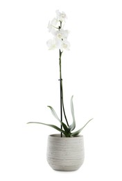 Photo of Beautiful blooming orchid flower in pot isolated on white