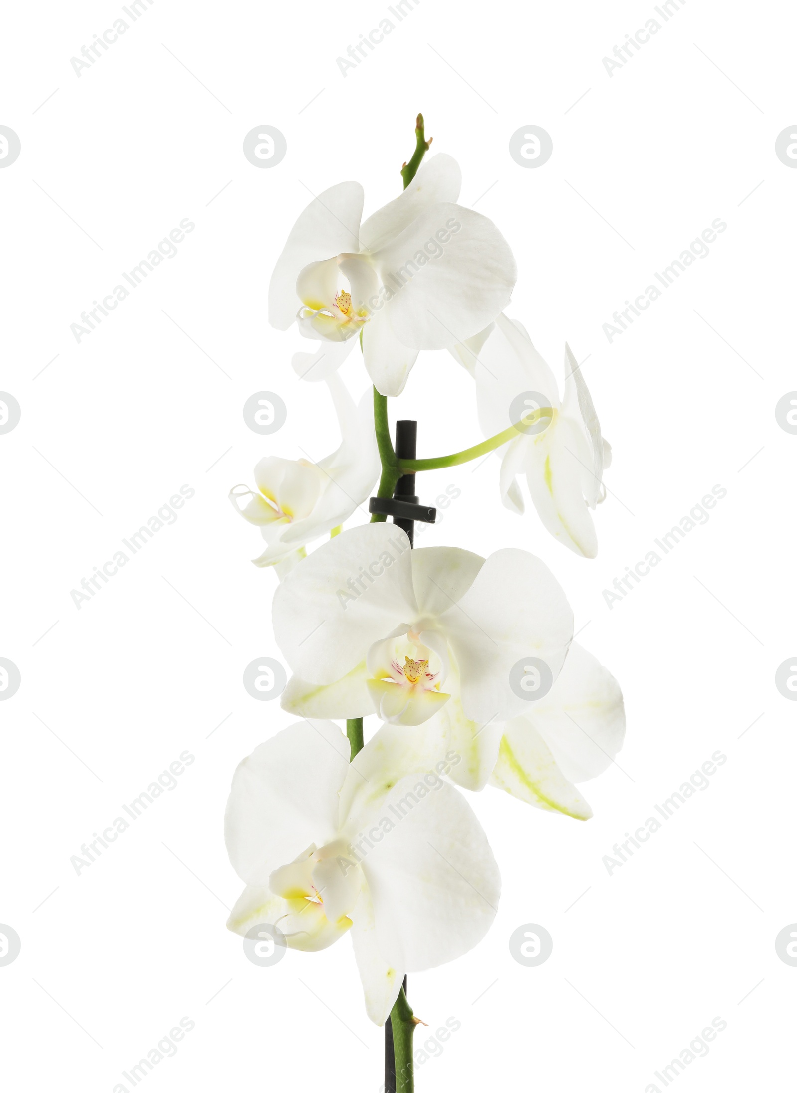 Photo of Beautiful orchid branch with flowers isolated on white