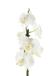 Photo of Beautiful orchid branch with flowers isolated on white