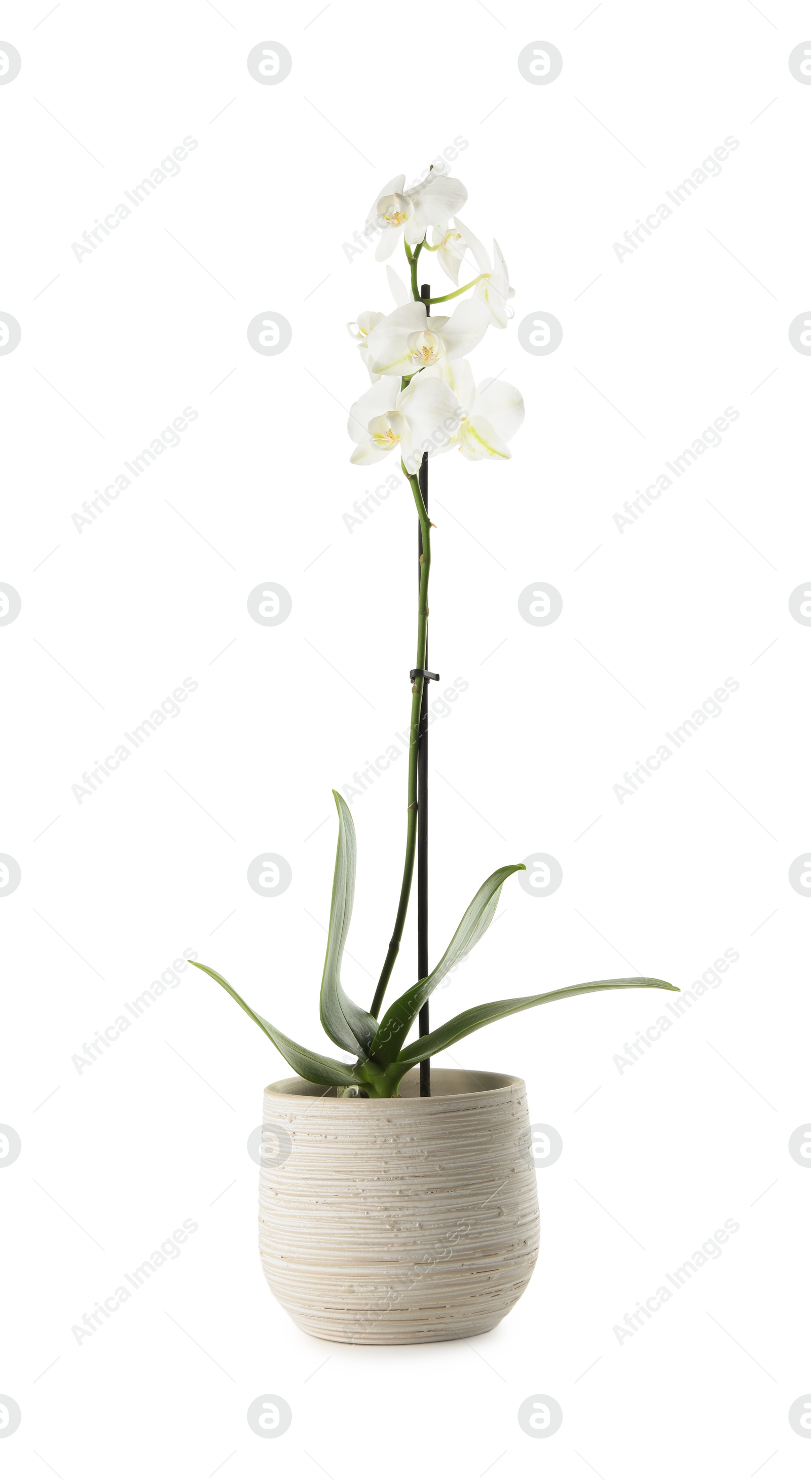 Photo of Beautiful blooming orchid flower in pot isolated on white