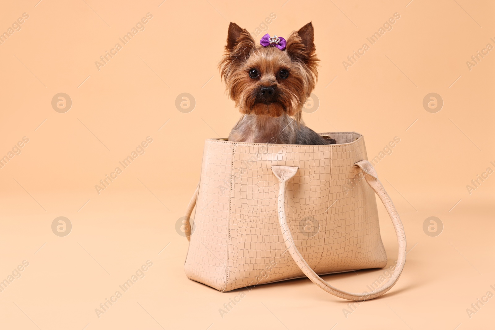 Photo of Cute Yorkshire Terrier dog in bag on beige background