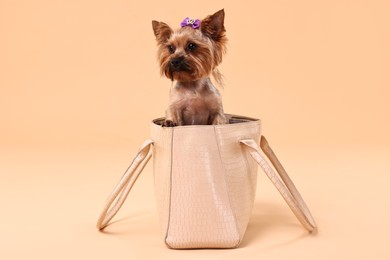 Cute Yorkshire Terrier dog in bag on beige background