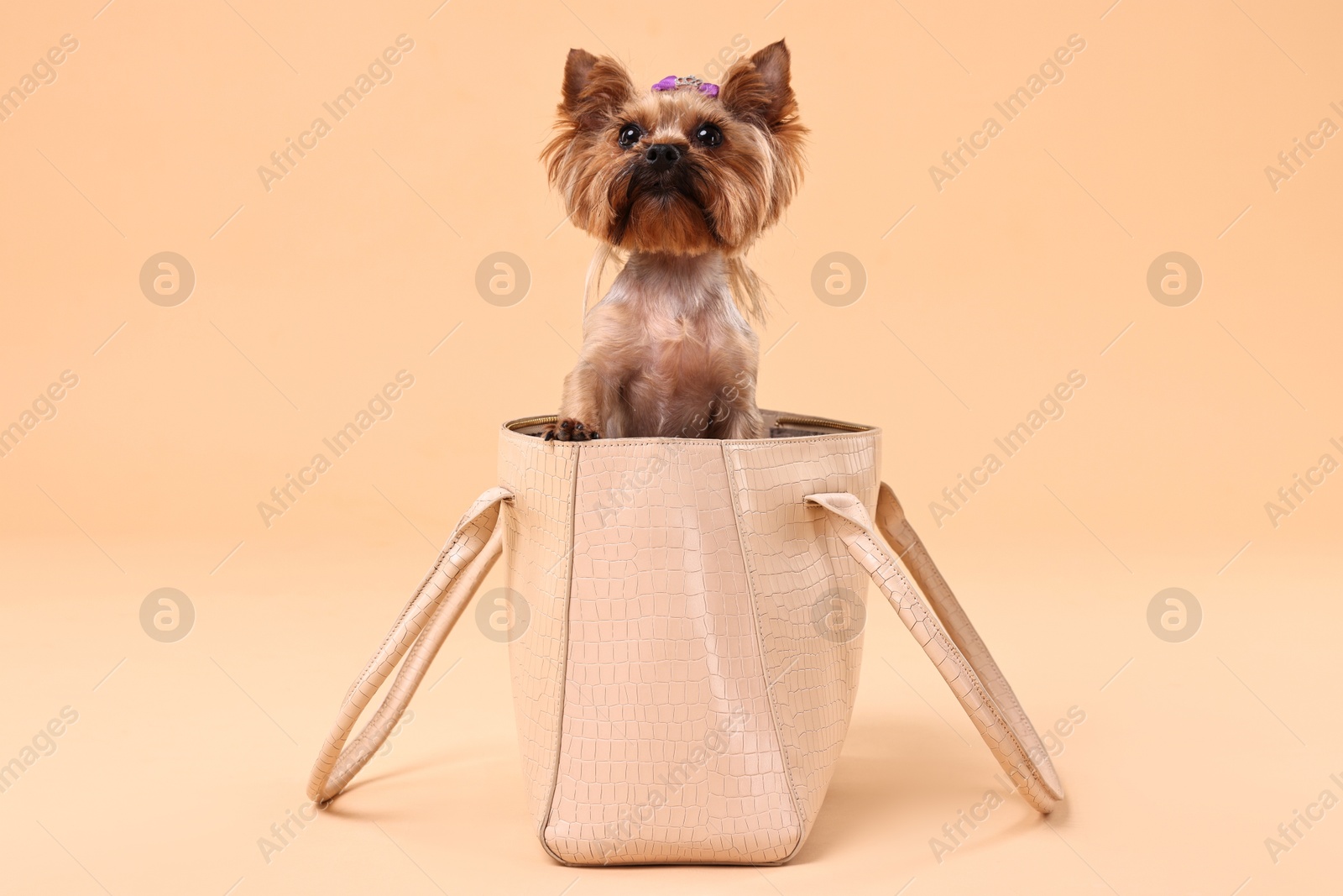 Photo of Cute Yorkshire Terrier dog in bag on beige background