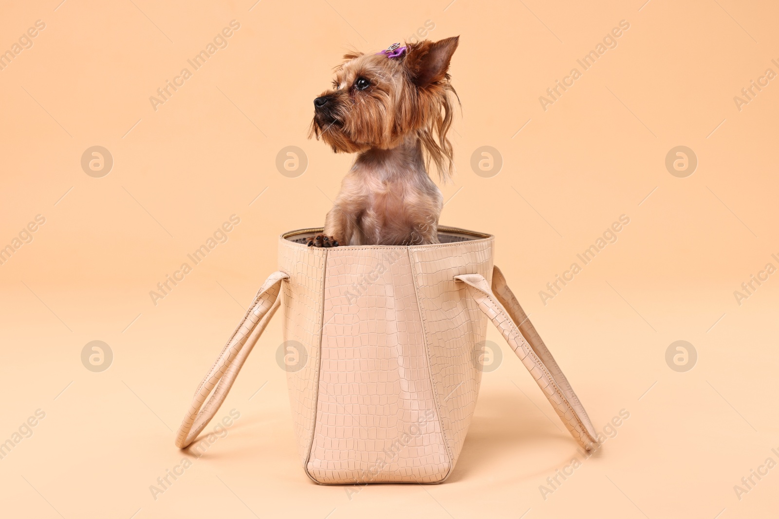 Photo of Cute Yorkshire Terrier dog in bag on beige background