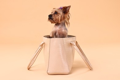 Cute Yorkshire Terrier dog in bag on beige background