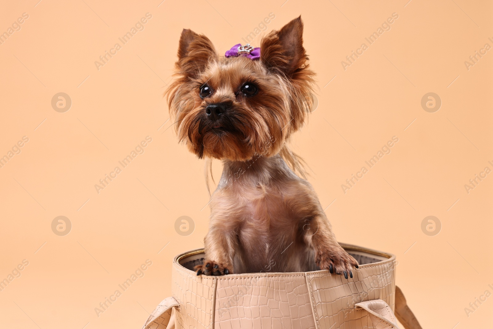 Photo of Cute Yorkshire Terrier dog in bag on beige background