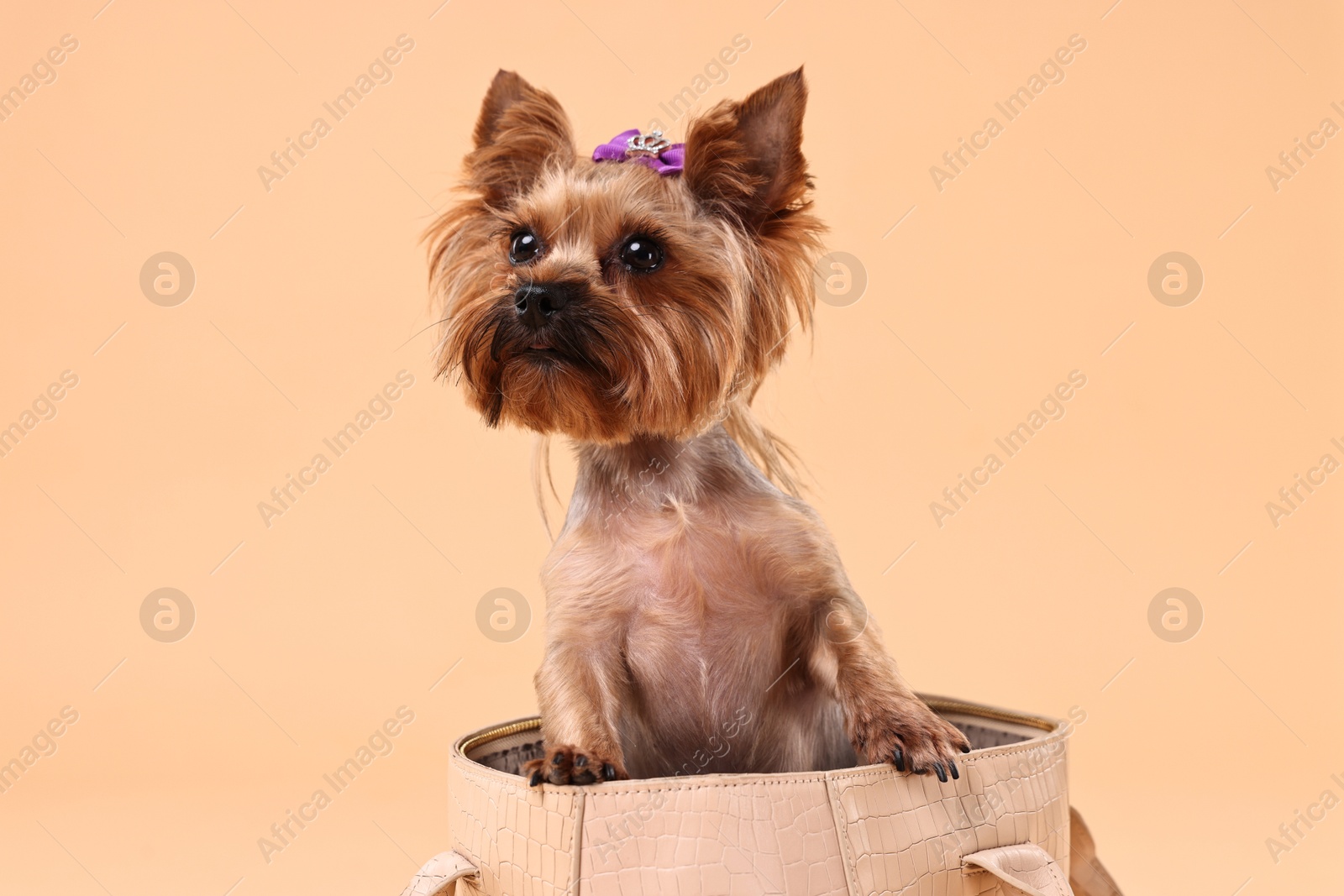 Photo of Cute Yorkshire Terrier dog in bag on beige background