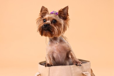 Cute Yorkshire Terrier dog in bag on beige background