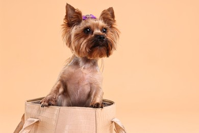 Photo of Cute Yorkshire Terrier dog in bag on beige background, space for text