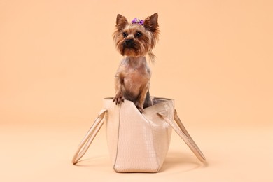 Photo of Cute Yorkshire Terrier dog in bag on beige background