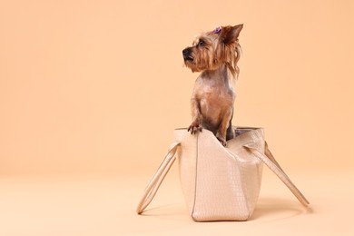 Photo of Cute Yorkshire Terrier dog in bag on beige background, space for text