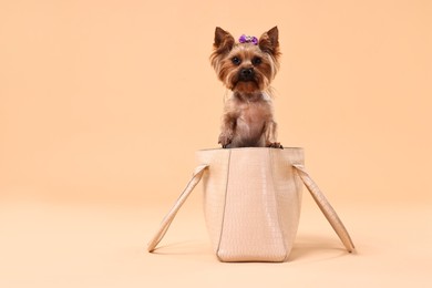 Cute Yorkshire Terrier dog in bag on beige background