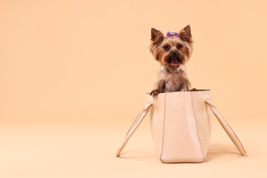 Photo of Cute Yorkshire Terrier dog in bag on beige background, space for text