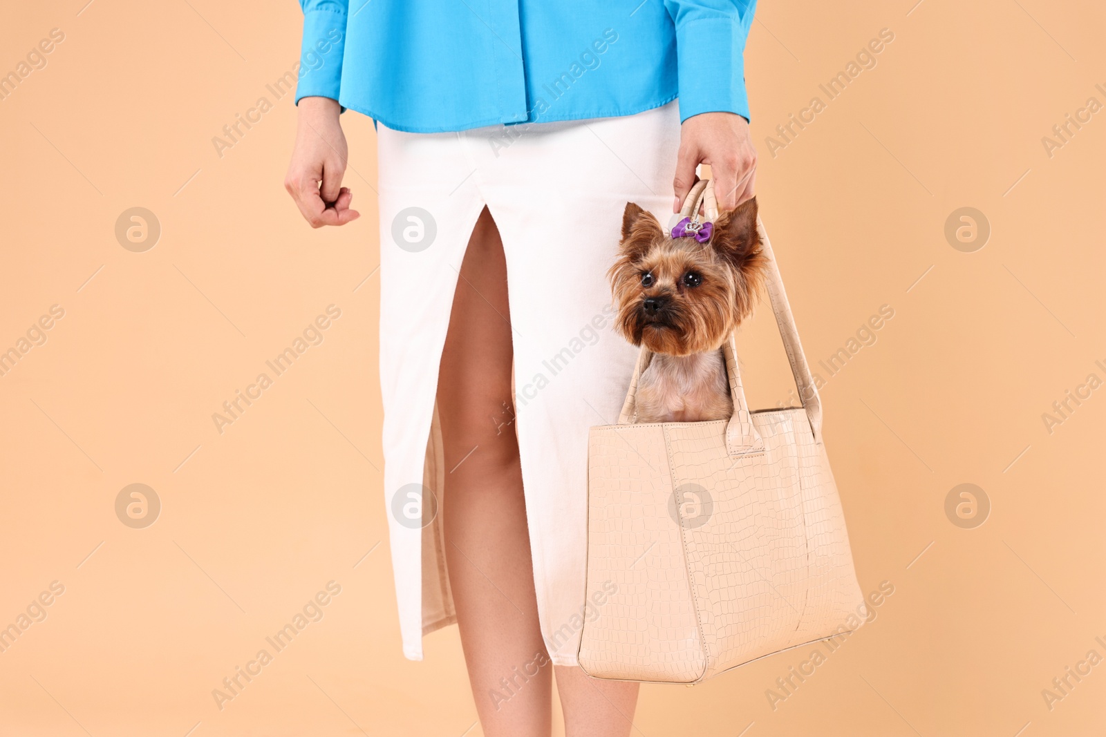 Photo of Woman carrying cute Yorkshire Terrier dog in bag on beige background, closeup