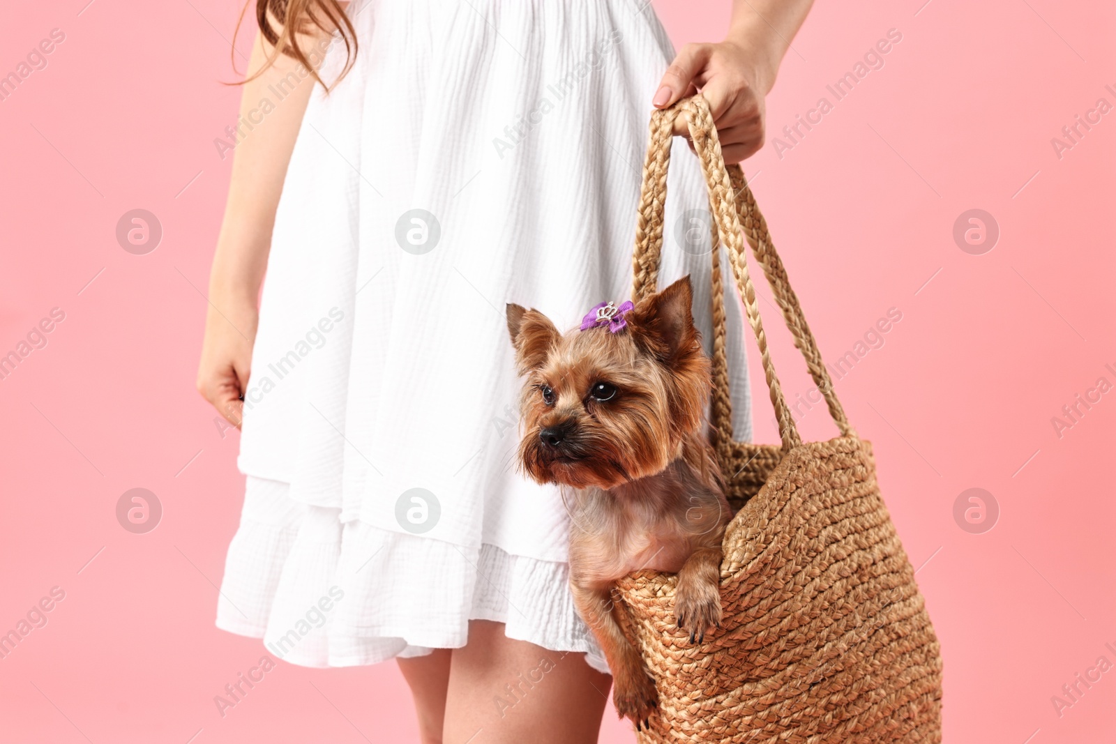 Photo of Woman carrying cute Yorkshire Terrier dog in wicker bag on pink background, closeup