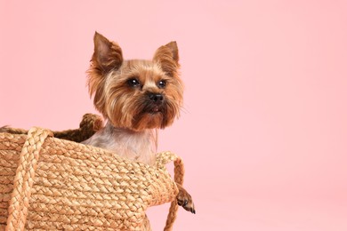 Photo of Cute Yorkshire Terrier dog in wicker bag on pink background, space for text